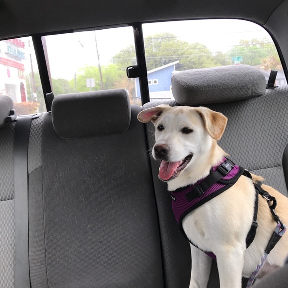 Meet your Posher, Jocelyn. Make me an offer! - Picture 1 of 1